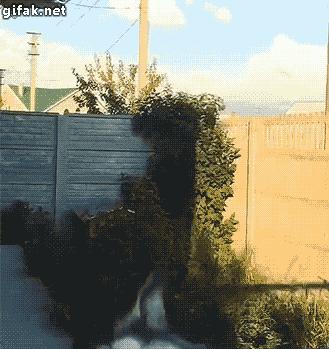 少林功夫搞笑视频老电影,少林功夫停车gif