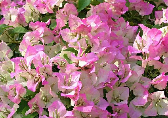 养三角梅寓意不好吗,养三角梅配什么花好看