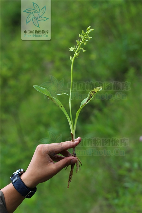 白芨能治咳血吐血吗,白芨治疗流鼻血功效