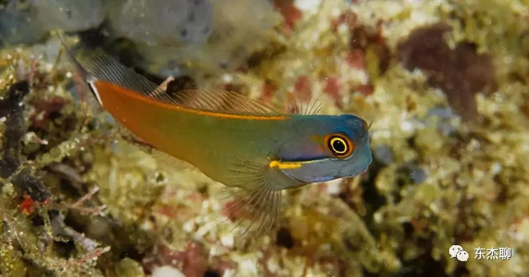 哪些海水鱼可以在淡水中养,哪些海水鱼能释放电压