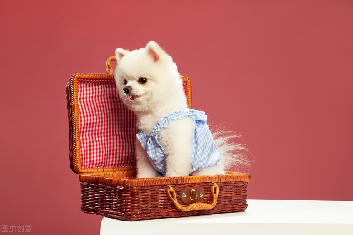 博美冬季怕冷吗,养博美的5大忌