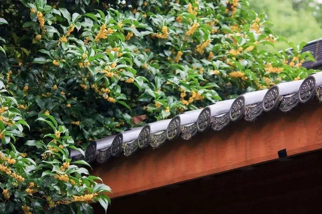 漫天香氛醉人~杭州的秋天从不让人失望!13个地方,秒出大片