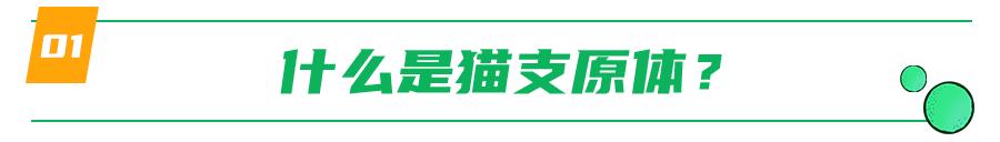 支原体感染家里有猫,猫的支原体感染会传染人吗
