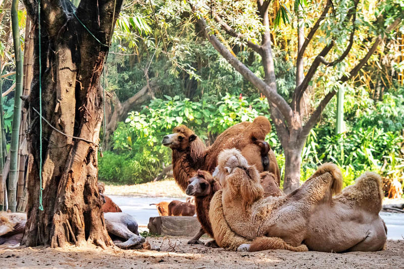 广州长隆野生动物世界的游玩攻略,广州长隆野生动物世界一日游回顾