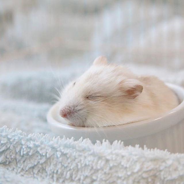 仓鼠经常咬主人的手怎样驯服,如何驯服一只小仓鼠在手里睡觉