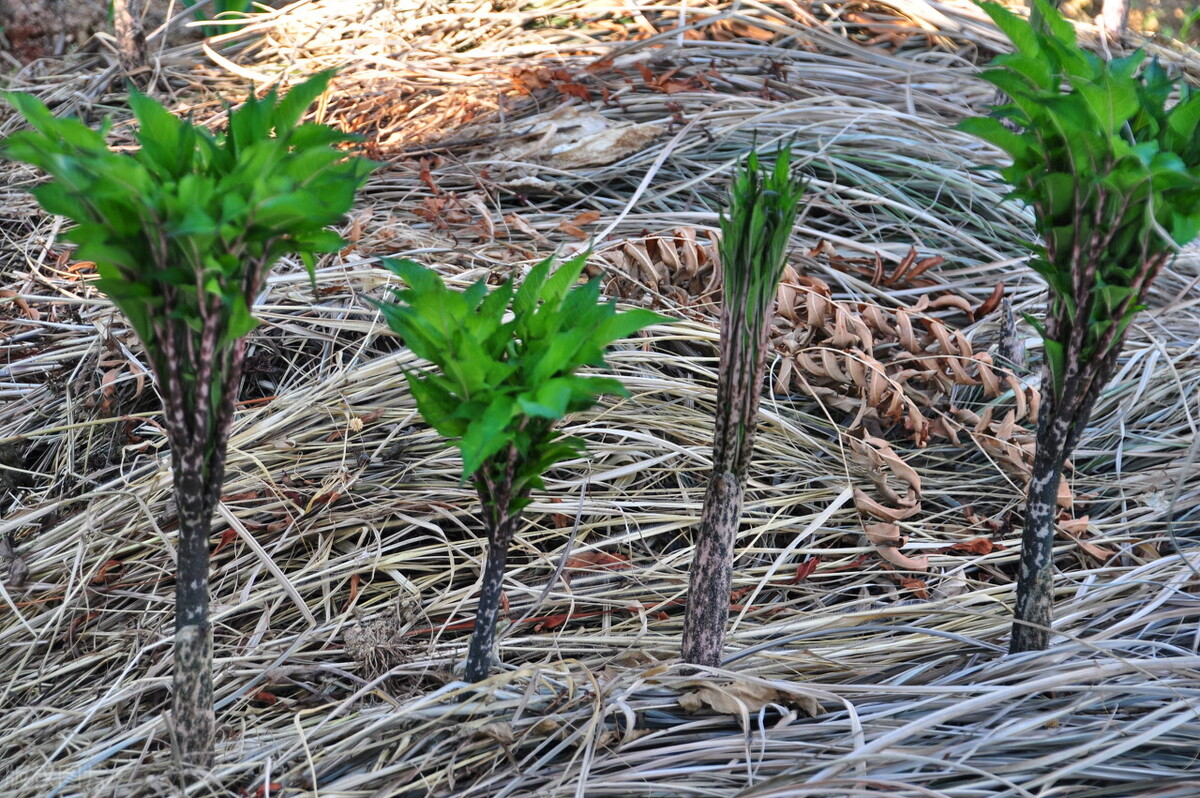 1亩地赚500元70亩地一年赚多少钱,农村暴利5亩地年赚30万