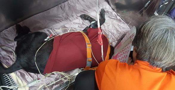 狗肚鼓包脐疝,狗胃扭转手术