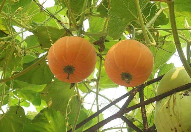 南瓜直接枯萎是什么原因导致,南瓜生长过程中怎么预防病虫害