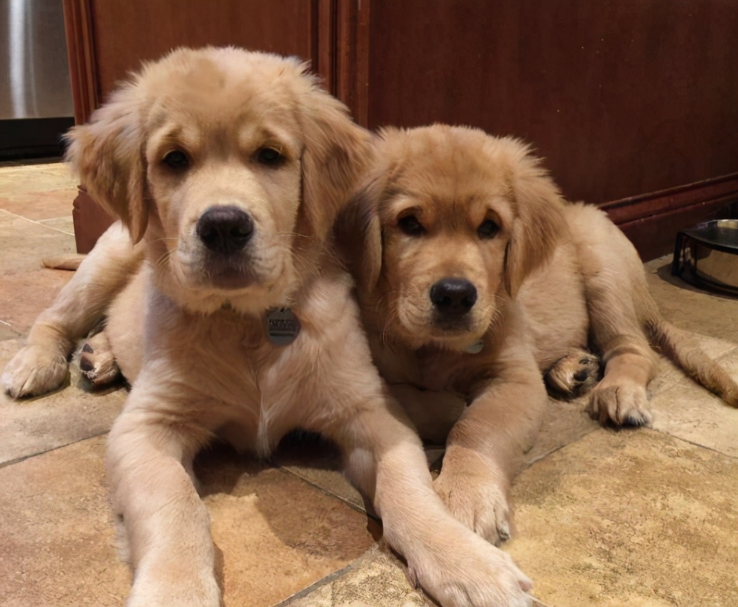 为什么狗狗局部不长毛了,狗狗迅速消瘦怎样补营养