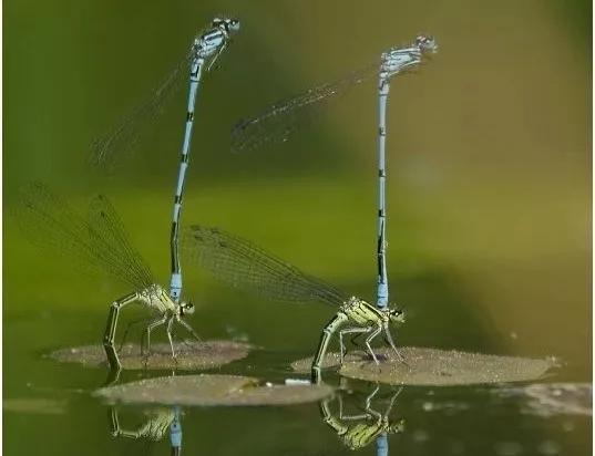 鱼苗消毒和病虫防治,水花鱼苗气泡病发病原因