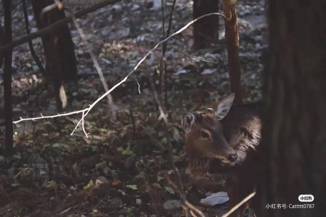 有着双重人生的小城青田，你对它的实力一无所知