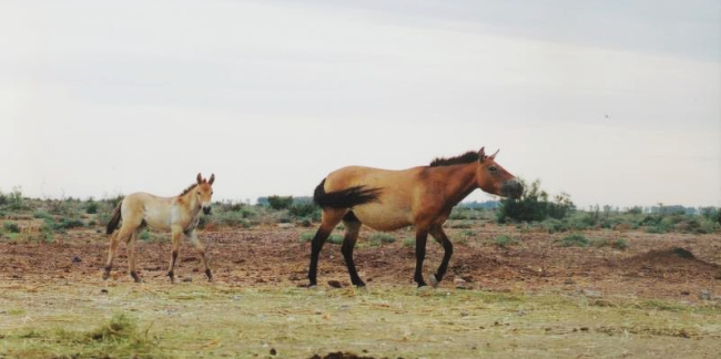 中国体型高大的马种在哪里,世界现存的唯一野生马种