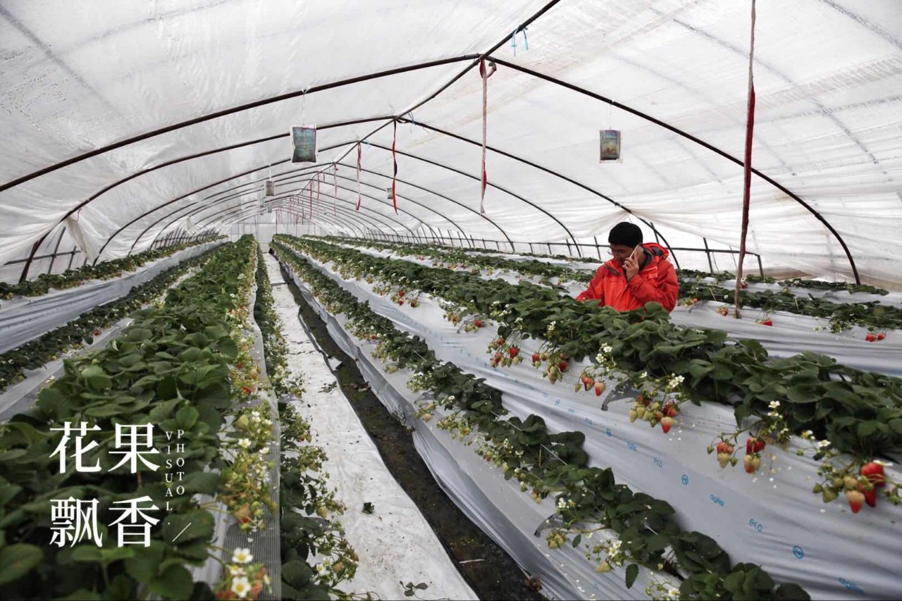 博士种草莓,自家种草莓什么体验