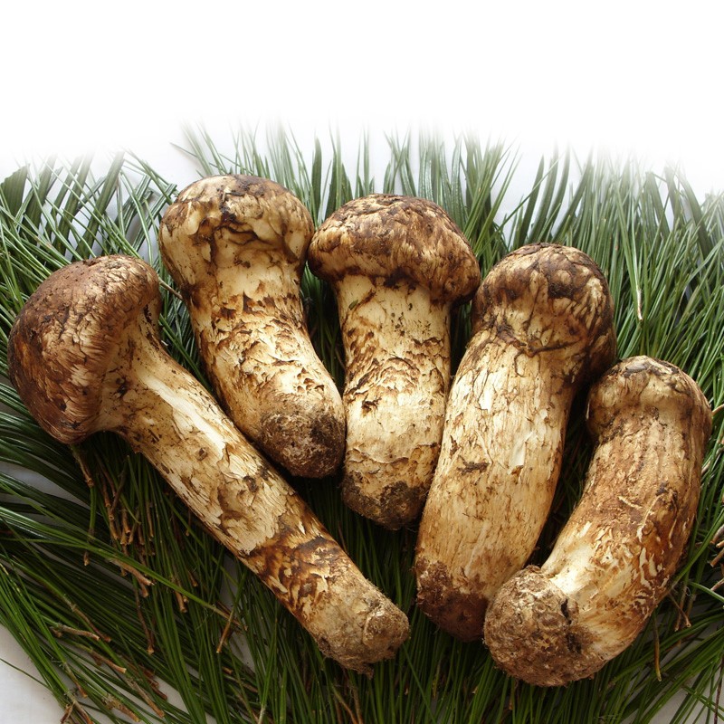 雅江松茸香吗,雅江松茸有多美