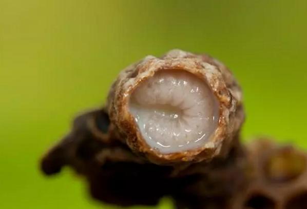 早知道早收益的小知识,蜜蜂养殖技术赚钱吗