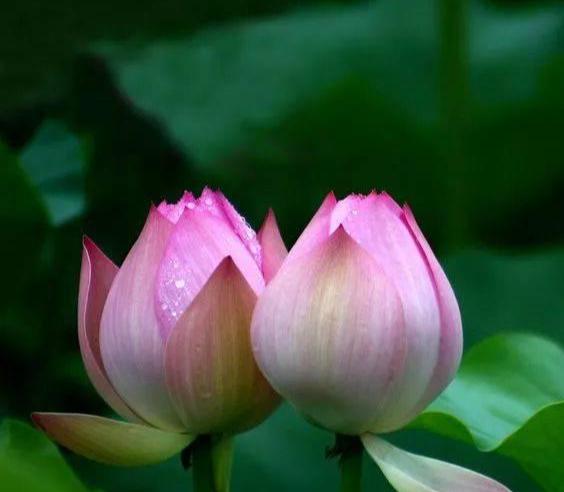 荷花可以象征什么,你知道荷花的寓意和象征