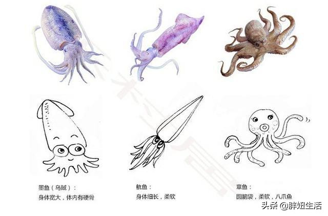 章鱼墨鱼鱿鱼该怎么分清呢,章鱼墨鱼鱿鱼的区别科普