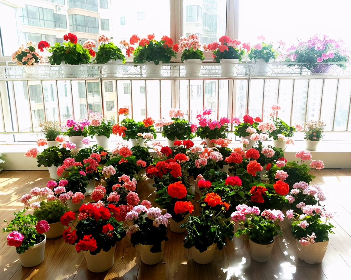 老奶奶种天竺葵,天竺葵大棵老桩