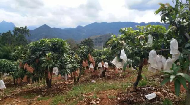 攀枝花芒果三月有得吃吗,攀枝花贵妃芒芒果好吃吗