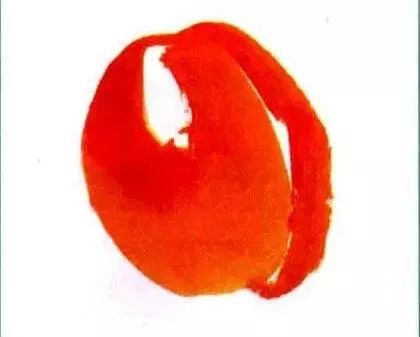 写意柿子叶的画法步骤图,徐湛写意柿子的画法