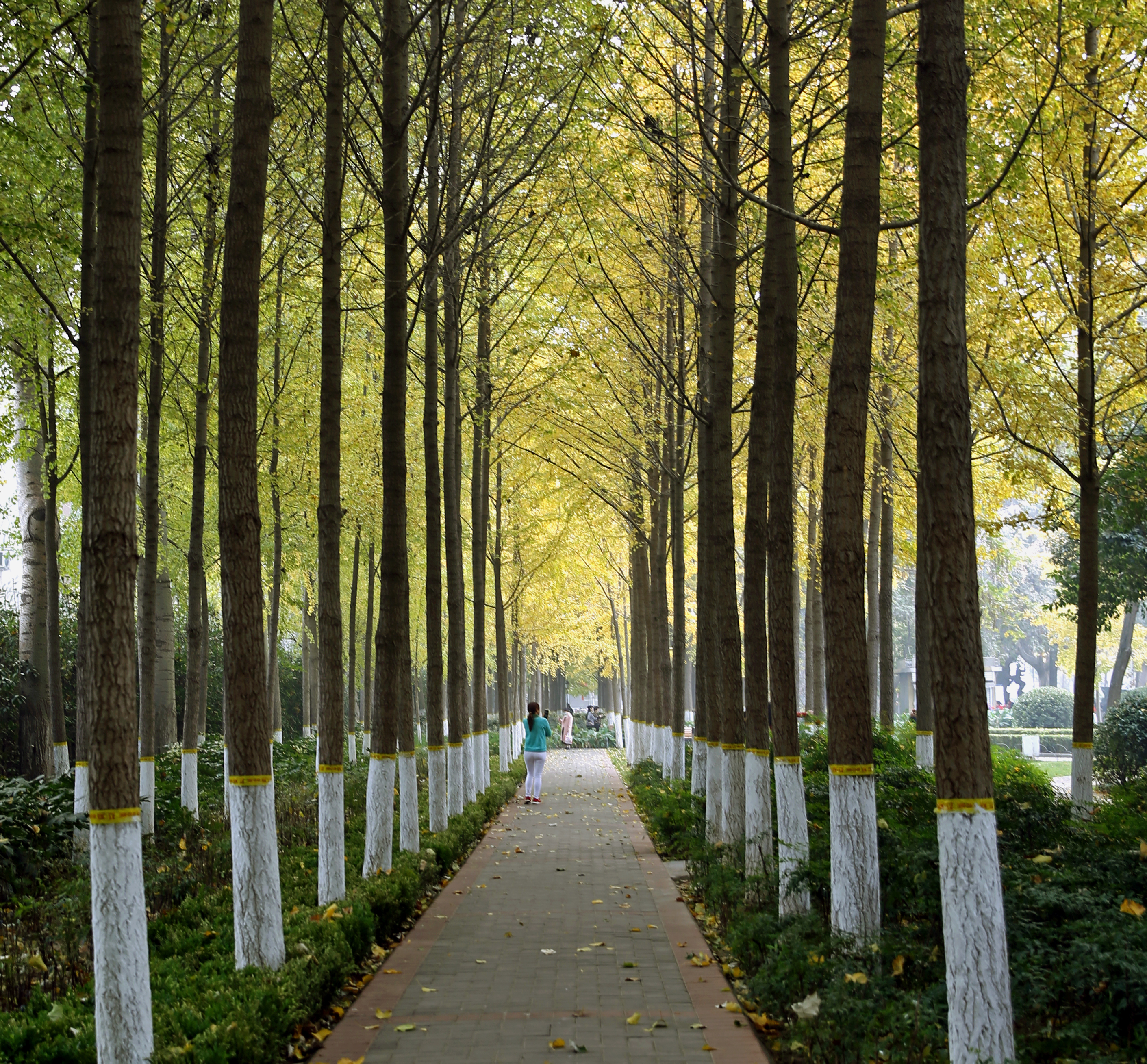 问景,问景的意思