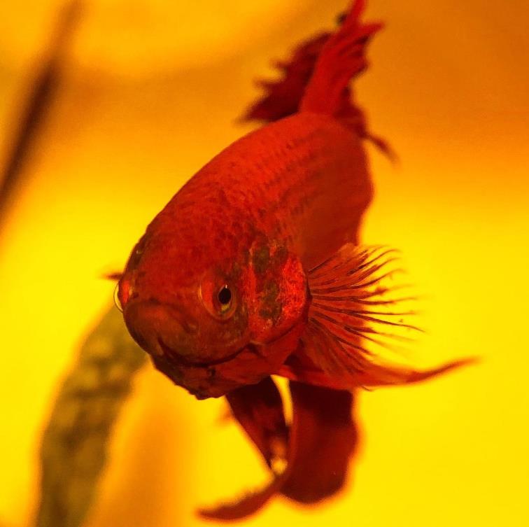 外国女子救下崩溃男子,外国女生救斗鱼