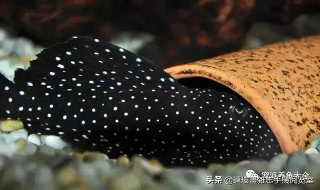 宠物鱼推荐小型的鱼,哪种宠物鱼最可爱