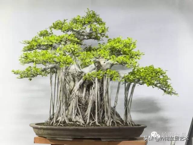我喜欢的榕树盆景,泉州榕树盆景