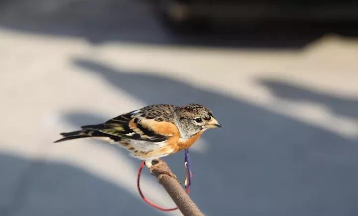 训鸟视频大全,训鸟入门基础知识