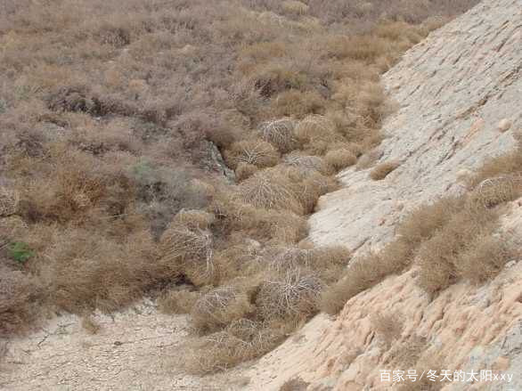 牛肉面的蓬灰是什么做的,兰州牛肉面蓬灰