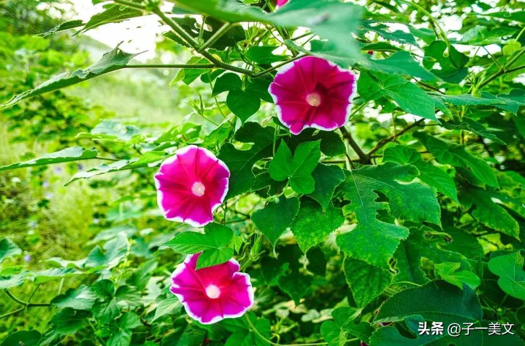 触动心弦的唯美早安心语配图,励志早安心语正能量简短触动心弦