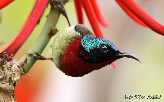 深度揭秘拍摄鸟类,如何拍鸟这些鸟类摄影技巧要学会