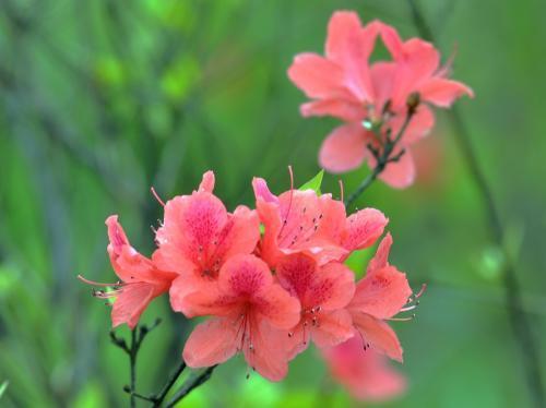 带花苞映山红四季开花不断好养,四季开花的映山红咋养