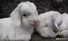 用羊粪做有机肥需要添加什么材料,如何利用羊粪制作有机肥