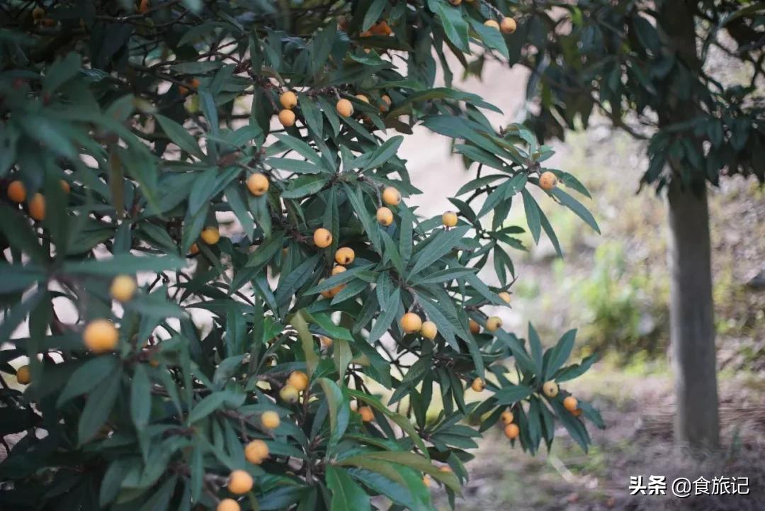 润肺去燥枇杷膏,枇杷黄冰糖枇杷膏