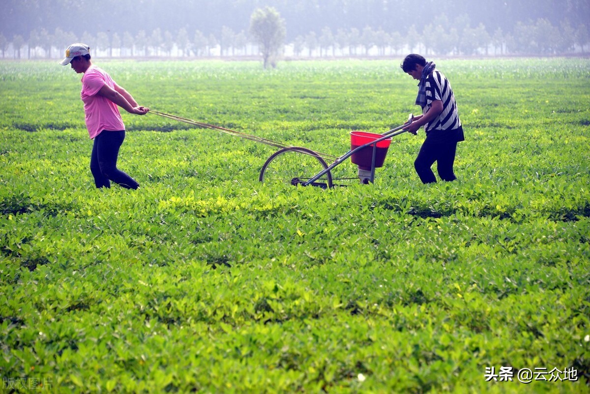 花生一沟种两行高产还是一行高产,种花生是单行高产还是双行高产