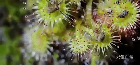会捕食茅膏菜的昆虫,重庆首次发现能捕食昆虫的植物