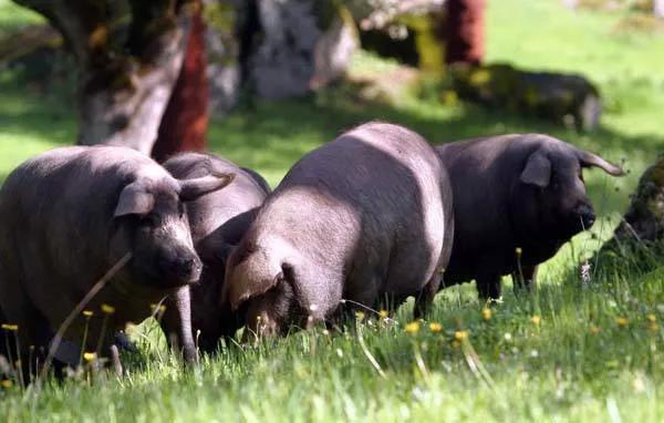 神户牛肉蓝鳍金枪鱼,神户牛