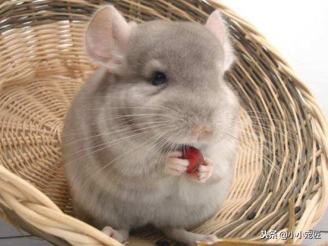 注意了，龙猫的这些部位可是不能随随便便摸的哦！