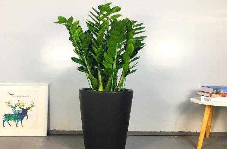 给人养殖什么花适合家养,什么花最好养又适合长期喝