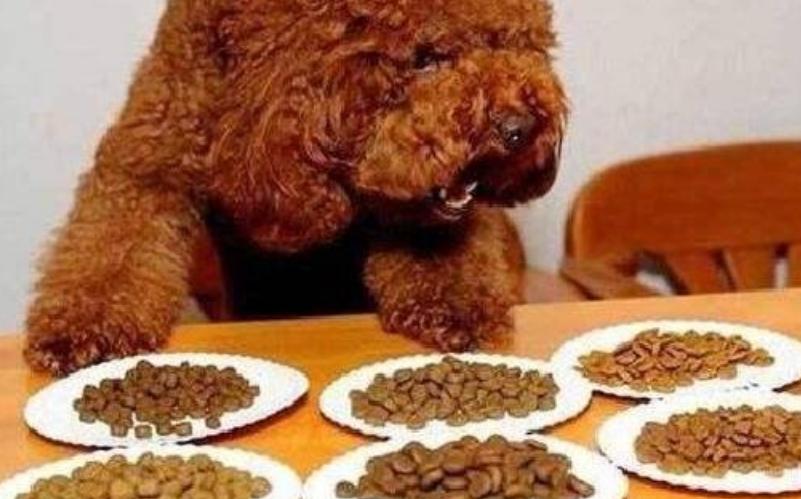 泰迪狗狗拉的便便很臭,泰迪拉黑色便便是怎么回事