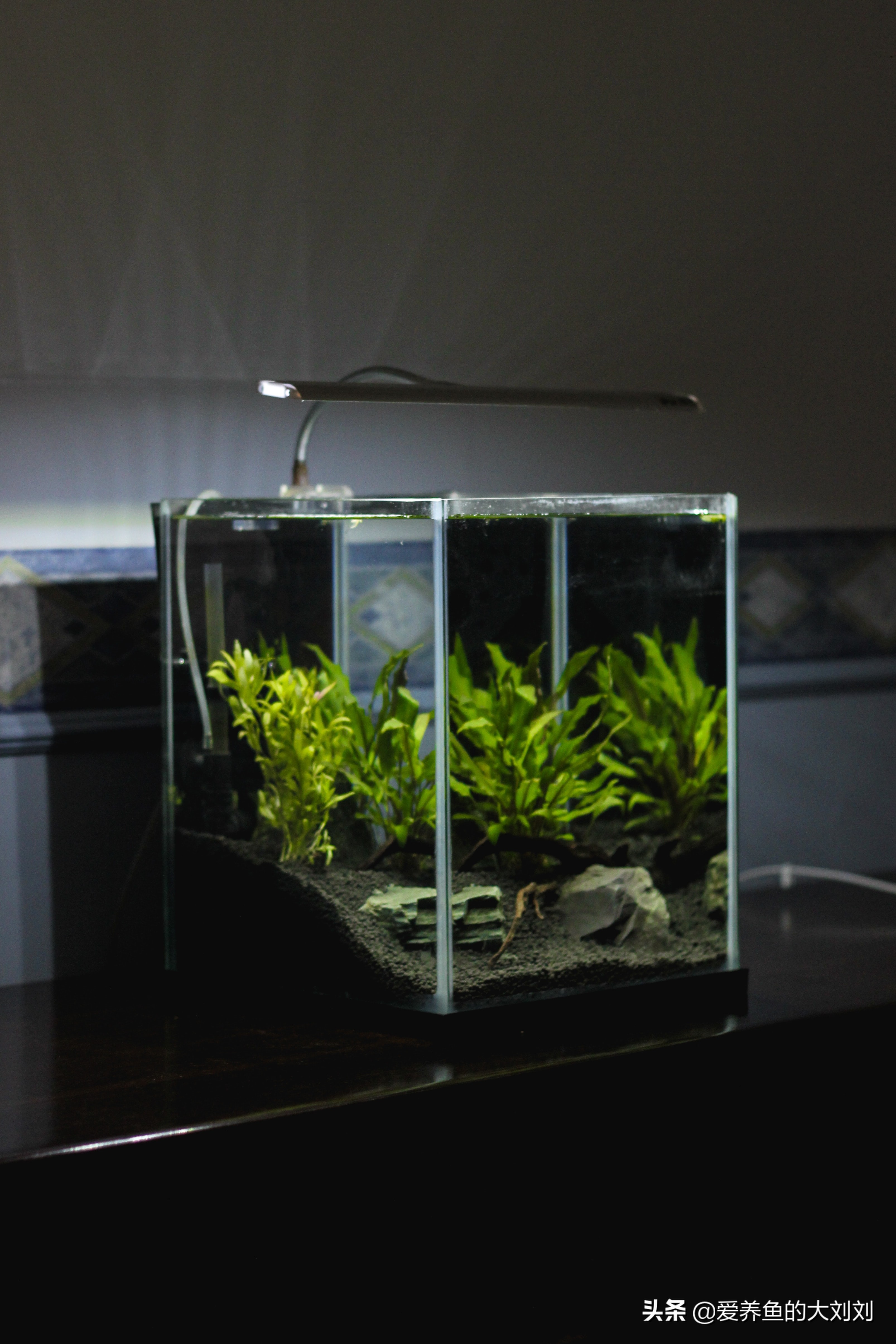 鱼缸应该怎么卖,怎样买鱼缸才最划算