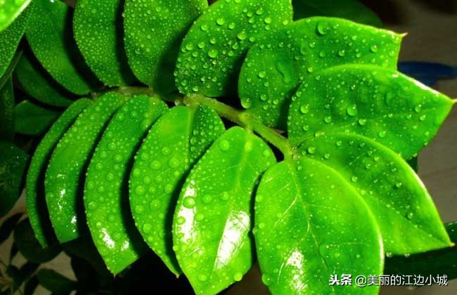 金钱树怎么养才能让它枝繁叶茂,金钱树的养护和施肥方法