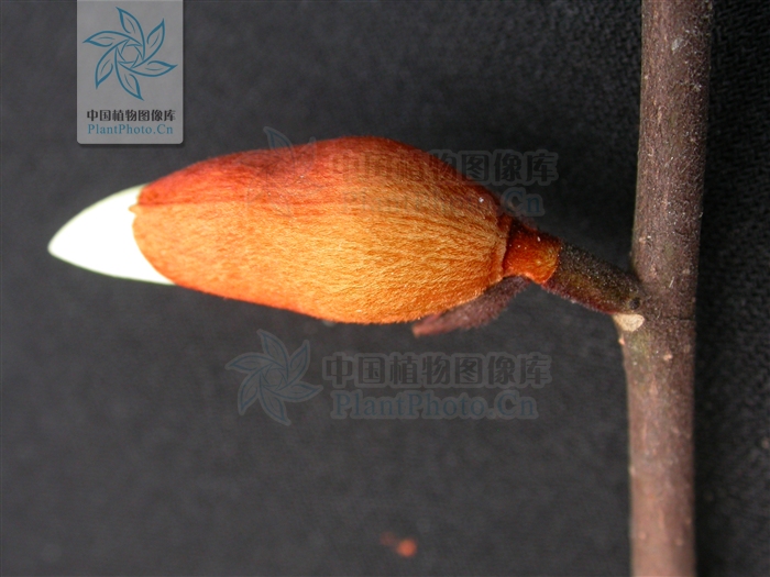 云南含笑功效,云南含笑植物的功效与作用