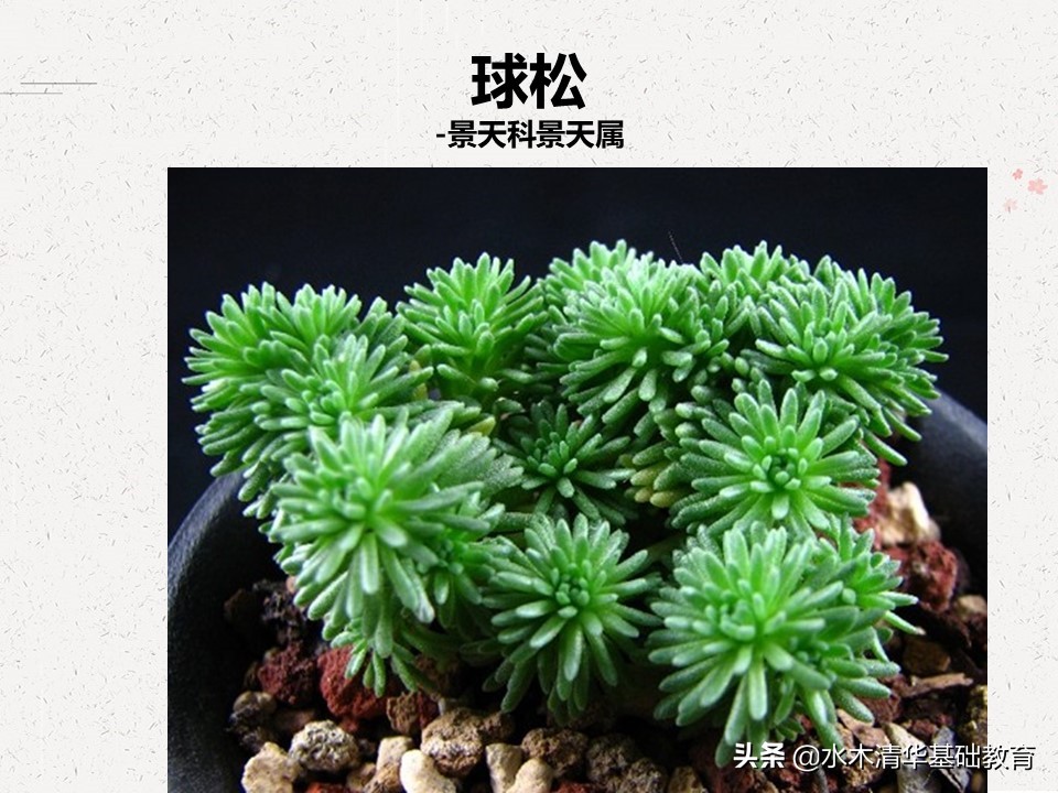 梦幻女王多肉植物百科图谱,原产地多肉植物图谱pdf