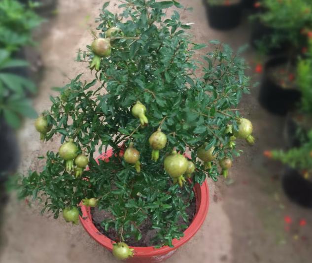 观花观果石榴盆栽冬天落叶吗,观花石榴开花期如何管理