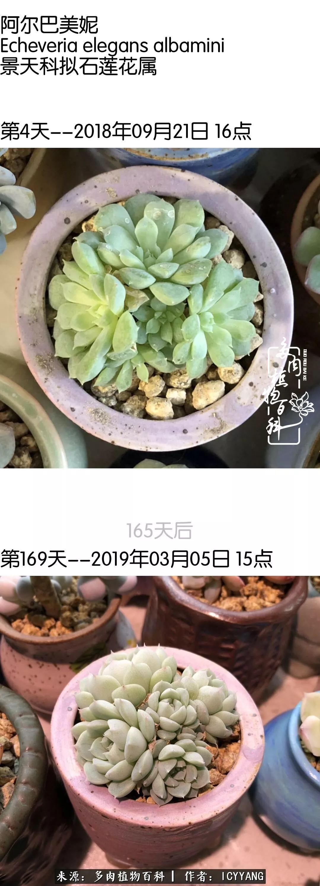 室内阳台多肉的养护方法,景天多肉养护