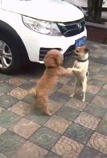 年度最搞笑沙雕动图,最近搞笑的动图