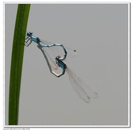 自然界十大奇特昆虫,世界十大怪异昆虫