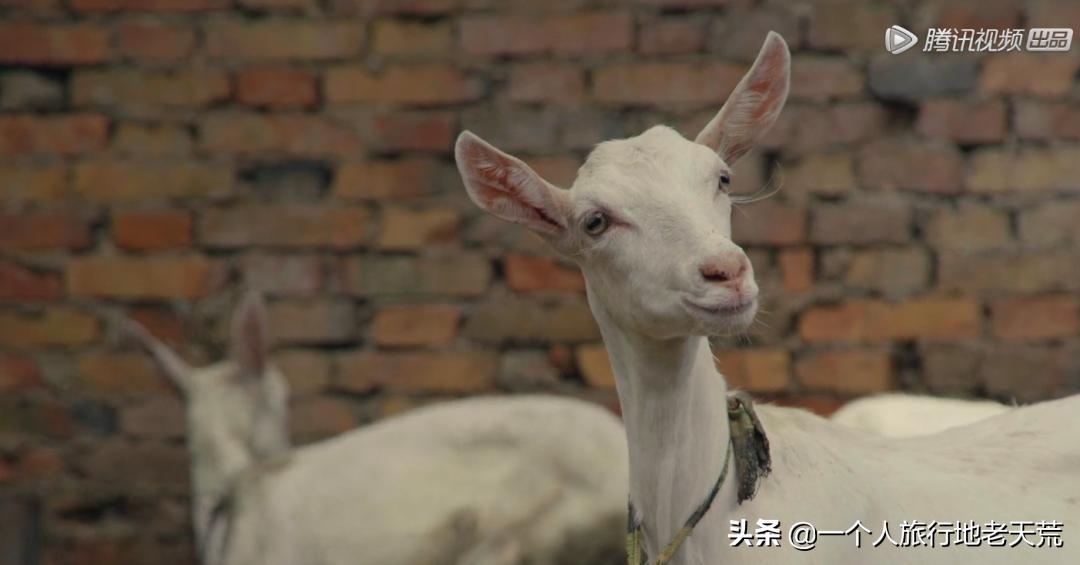 福建宵夜图鉴,上海宵夜图鉴大全